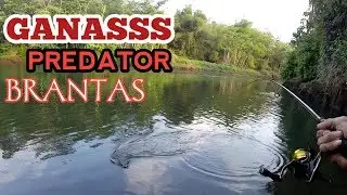 Cara Mancing Hampala Air Jernih | Pencarian Hampala Monster