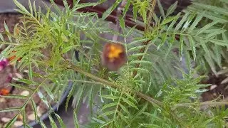 Marigold plant easyle grow flowers ||