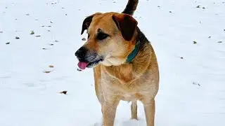 Matt Pond PA & Anya Marina - The Dog Told Me (Official Video)