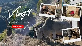 Uttarakhand Village Vlog | Cow Buffalo 🐄 | Pahadi Mandir