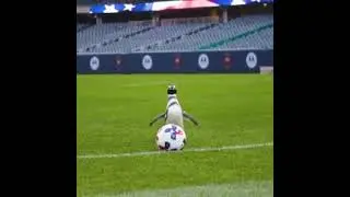Penguin playing football