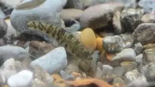 Roanoke logperch flipping rocks