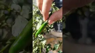 many green chillies in one small plant 🌶️🌶️#gardening #plants#tastyfoods