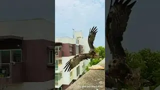 Feeding my new pet Black Kite #birds #birdlife #nature #indianbirds #eagles