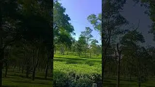 🌿Mesmerizing Assam Tea Estate in 4K | The Most Relaxing Green Paradise on Earth