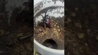冬天的⋯獨角仙#カブトムシ