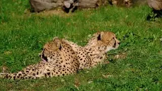 Tiga ekor cheetah tampak berkumpul di habitat alaminya.