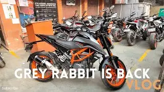 After One Month&hellip; My Grey Rabbit Is Back