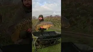 A winter 30+ mirror carp 🎣 #carpfishing #fishing #carp #fish #bigcarp #karpfen