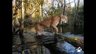 CAMERA TRAPPING in south Florida's swamps