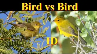 Identify Birds: Yellow Warbler vs Wilson's Warbler (females): Side-by-side