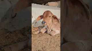 cute cow and calf 😘 #cow #gircow #calves