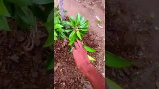 chiku Plant cere tips || 🔴 how to grow chiku plant || chiku plant #short #shortvideo #shorts