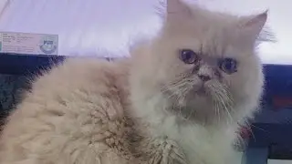 family Ansari  is live!  / Persian cat 😺 Simba #cat 