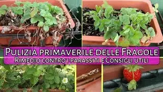 Pulire le FRAGOLE - RIMEDIO BIO contro i PARASSITI - CONSOCIAZIONI ideali e CONSIGLI di coltivazione