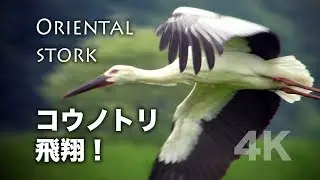 野鳥撮影・ 野田市放鳥コウノトリ・飛翔シーン・4K