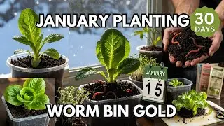 Plant This NOW in Your Winter Worm Compost for Spring Growth (Jan 15, 2026)