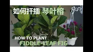 如何扦插琴叶榕| How To Plant Fiddle-Leaf Fig