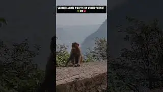 Varandha Ghat..🌿🫶🏻💗#naturelovers #love #trendingshorts #cute #monkeys #nature