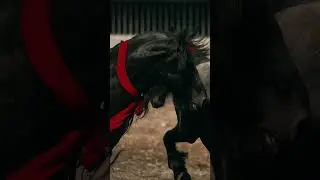 FRIESIAN mixed #horse #friesianhorse #horsebreed