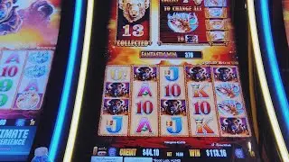 🤯 I GOT 13 GOLD BUFFALOS ON BUFFALO GOLD!💰 SimplySpin