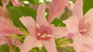 Trumpet creeper - Campsis radicans  - Klifurr&oacute;t - Skrautrnni - Gar&eth;yrkja