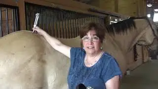 Tuning Fork Healing for Horses
