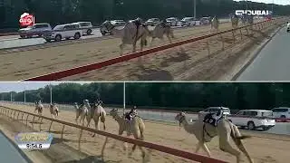ش 4 (الغوج) لـ هجن الشحانية 12:57:8 , مهرجان ولي عهد دبي 2026/01/14 حول زمول المرموم
