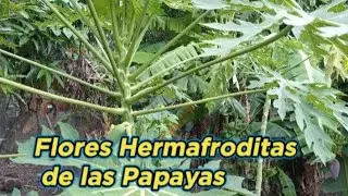 LAS FLORES HERMAFRODITAS DE LAS PAPAYAS