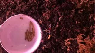 Скакун cicindela chinensis ест личинку мучного хрущака