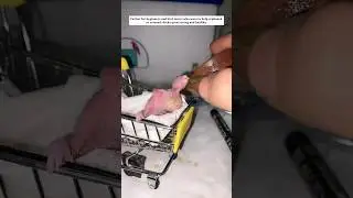 How to feed a baby bird step by step | Hand feeding baby bird tutorial #babybird #birdfeeder