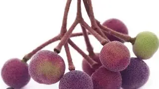 Sherbet Berry - Phalsa tree