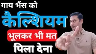 गाय भैंस को कैल्शियम कब दें | Pashu ko Calcium kab dena chahiye | dairyfarming
