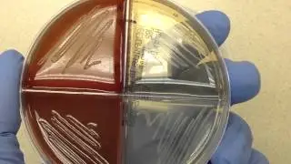 Microbiology - Quad Plate