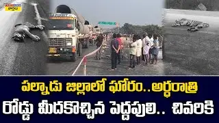 Palnadu Leopard Incident: పల్నాడు జిల్లాలో ఘోరం.. అర్ధరాత్రి రోడ్డు మీదకొచ్చిన పెద్దపులి.. చివరికి