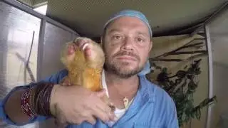 O TATU CHORÃO, UM TAMANDUAÍ MUITO FOFO E UM TAMANDUÁ MIRIM MUITO BAGUNCEIRO | RICHARD RASMUSSEN