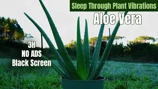 Aloe Vera Vibrations • Deep Sleep Healing With Plant Energy (432Hz + Theta Waves)