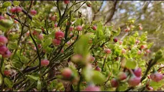 北欧風景  Scandinavian Spring Forest Walk MUSIC (Sweden)