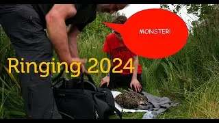 Ringing Video 2024: Monster Chicks