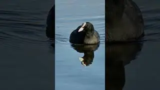 Foulque Marcoule #oiseau #chant