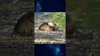 Гигантские крысы