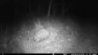 Wombat, Discover the Aussie Animal Everyone's Talking About!