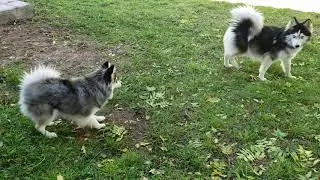 Mini pomsky tries to play with standard pomsky
