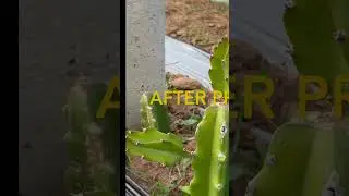 Pruning dragon plants #dragonfruitfarm #farming #dragonfruitcultivation