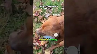 ВОСТОРГ! Реакция этой собаки бесценна!