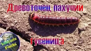 Древоточец пахучий - гусеница (Cossus cossus - caterpillar)