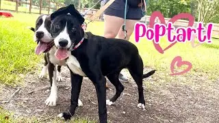 Poptart is going to be your best friend!