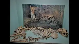 Government museum, Vellore!! | A short glimpse(slideshow) of what it is like inside the museum!!!