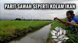 MANCING NILA UMPAN CACING DI PARIT SAWAH BAGAIKAN KOLAM IKAN