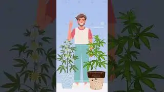 Cannabis Education 🍀 Cannabis Terpenes🍀